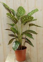 Calathea Makoyana Pauwenplant lichtgroen groot blad 60 cm
