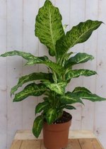Kamerplant Dieffenbachia groot 100 cm