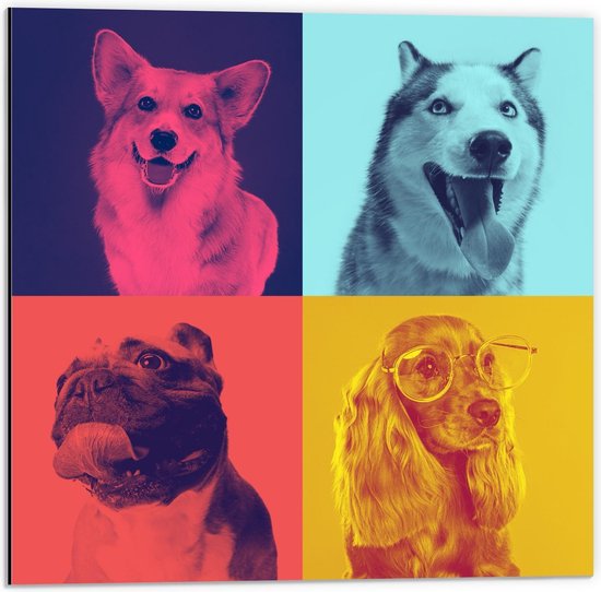 Dibond - Verschillende soorten Honden in Gekleurde Vakken - 50x50cm Foto op Aluminium (Met Ophangsysteem)