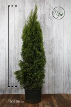10 stuks | Westerse Levensboom 'Smaragd' Pot 160-180 cm Extra kwaliteit - Compacte groei - Langzame groeier - Weinig onderhoud
