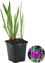 Japanse Iris | Iris 'Kaempferi' - Vijverplant in kwekerspot ⌀9 cm - ↕15 cm