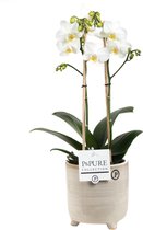 Orchidee van Botanicly – Vlinder orchidee in grijsbeige sierpot als set – Hoogte: 45 cm, 2 takken, witte bloemen – Phalaenopsis Snow Flake