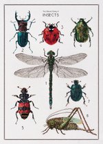 Thea Gouverneur - Borduurpakket met telpatroon - 566A - Voorgesorteerde DMC Garens - De Geschiedenis van Insecten - Aida - 55 cm x 76 cm - DIY Kit