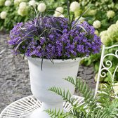 Campanula 'Adansa' - Klokjesbloem Paars - ↑ 25-30cm - Ø 15cm