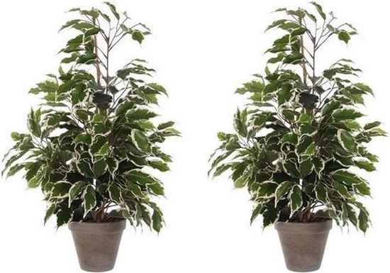 2x plantes artificielles ficus tropicales vertes / blanches 65 cm pour  intérieur -... | bol.com