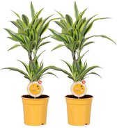 MoreLIPS® - 2 Drakenbloedbomen - in gele kwekerspot - hoogte 60-70 cm - potdiameter: 17 cm - Dracaena deremensis Lemon Lime - Your Green Present