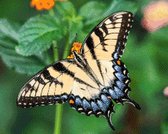 MyHobby Borduurpakket – Zalmkleurige vlinder 50×40 cm - Aida stof 5,5 kruisjes/cm (14 count)