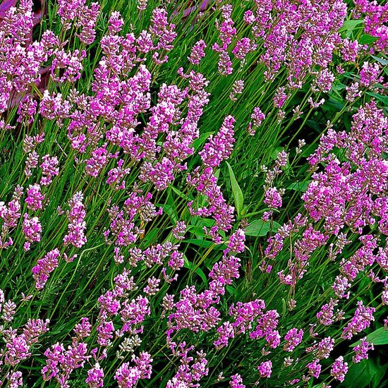 Schep bezoek gevaarlijk bol.com | Lavandula Angustifolia Loddon Pink - 5x Lavendel roze - ↑ 10-15cm  - Ø 7cm