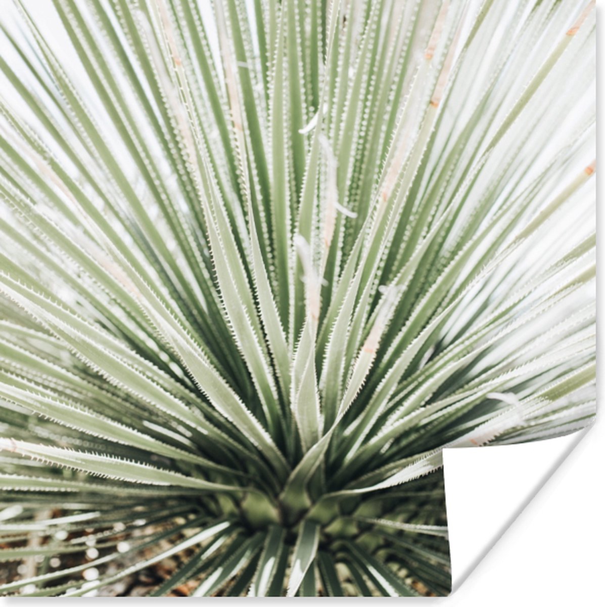 Poster Groen - Bladeren - Natuur - 30x30 cm