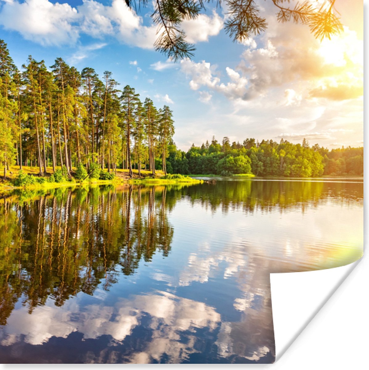 Poster Water - Bomen - Natuur - 50x50 cm