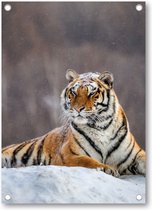 Siberische tijger op een winterse dag - Tuinposter 50x70 - Wanddecoratie - Besteposter - Dieren