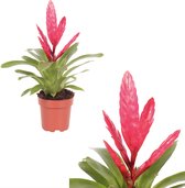 Breasy Bromelia Vriesea Intenso Pink | tropisch bloeiende kamerplant| 1 stuks | Ø12cm |  35-50 cm