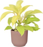 Philodendron Malay Gold in ELHO ® Vibes Fold Rond (delicaat roze) – ↨ 40cm – ⌀ 14cm