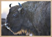 Poster Met Eiken Lijst - Aurochs Bison Poster