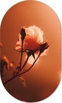 Muurovaal morning rose XS - 40 x 25 cm