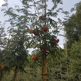 Lijsterbes - Sorbus aucuparia ‘Sheerwater Seedling’ | Omtrek: 6-10 cm | Hoogte: 250 cm