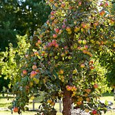 Malus domestica "Marisa" - Biologische Appelboom in Pot - Rode Appels - Fruitboom Winterhard - Hoogte 70-80 cm - Pot Ø 19 cm