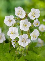 15x Geranium 'Geranium sanguineum album'  - BULBi® bloembollen en planten met bloeigarantie