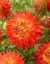 12x Dahlia 'Fired up'  - BULBi® bloembollen en planten met bloeigarantie