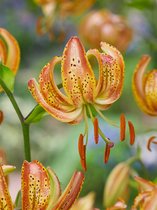 12x Lelies 'Peppard gold martagon' - BULBi® bloembollen en planten met bloeigarantie
