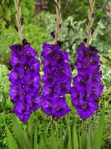 250x Gladiolen 'Purple flora' - BULBi® bloembollen en planten met bloeigarantie