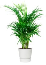 Areca Lutescens in Elho Greenville wit | Goudpalm