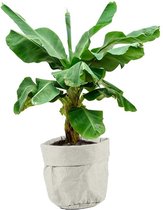 Musa Dwarf in plantenzak grijs | Bananenplant