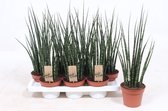 Kamerplanten van Botanicly – 4 × Vrouwentongen – Hoogte: 45 cm – Sansevieria Fernwood Mikado