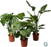 Kamerplanten van Botanicly – 3 × Planten Mix – Hoogte: 85 cm – Mix