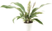 Anthurium 'Jungle Bush' ↨ 45cm - hoge kwaliteit planten