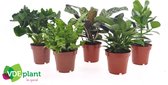 Varens van Botanicly – 4 × Areca Dypsis, Chlorophytum Atlantic, Spathiphyllum Yes – Hoogte: 40 cm
