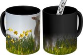 Magische Mok - Foto op Warmte Mok - Lam - Bloemen - Narcissen - 350 ML - Uitdeelcadeautjes