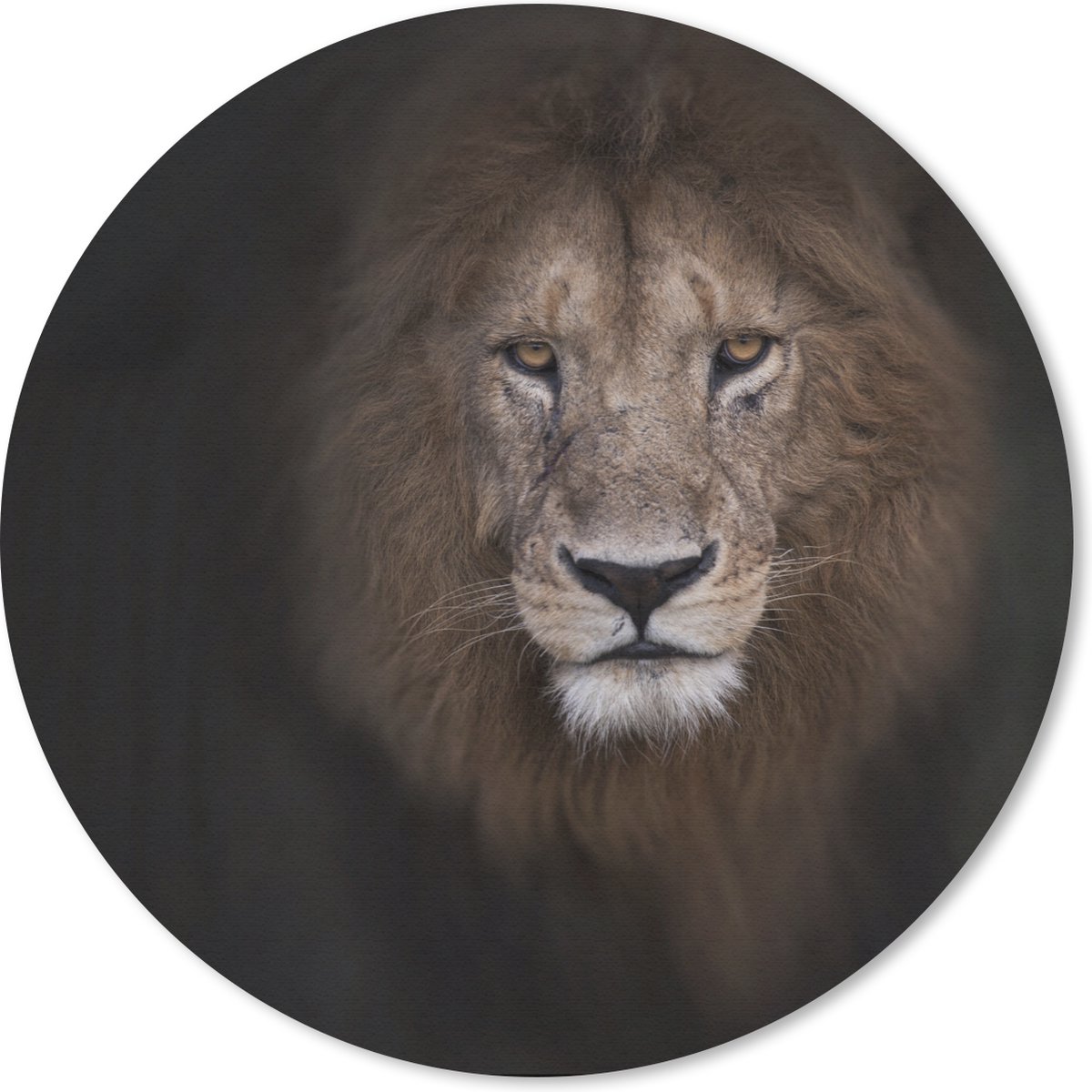 Muismat rond 40x40 cm - Mousepad Leeuw - Schaduw - Wild - Ronde muismatten