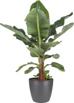 Musa bananenplant met Elho Brussels Round pot Antracite – ↨ 80cm – ⌀ 24cm