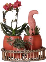Kolibri Home | Complete Planten set Scandic terracotta op plate willow | Groene planten set met oranje Phalaenopsis Orchidee en Succulenten incl. keramieken sierpotten