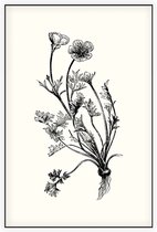 Knolboterbloem zwart-wit (Bulbous Buttercup) - Foto op Akoestisch paneel - 150 x 225 cm