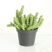 Kamerplanten van Botanicly – 3 × Jadeplant – Hoogte: 15 cm – Crassula Minor Canarias