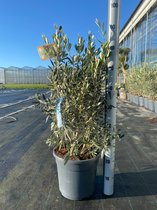 Kamerplant van Botanicly – Olijf boom – Hoogte: 75 cm – Olea europeae