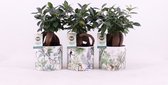 Bonsai van Botanicly – 3 × Chinese Vijg – Hoogte: 30 cm – Ficus microcarpa