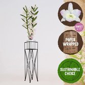 Orchidee van Botanicly – Bamboe Orchidee in witte keramiek pot met stander als set – Hoogte: 80 cm, 2 takken, Wit-roze bloemen – Dendrobium nobile cultivars