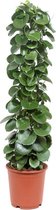 Cissus Rotundifolia 120 cm