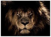Leeuw op zwarte achtergrond - Foto op Akoestisch paneel - 120 x 90 cm