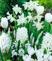40x Bollenmix 'Blend Border White' - Crocus + Puschkinia + Muscari + Hyacinthus + Narcissus + Tulipa - Witte mix - 40 bloembollen