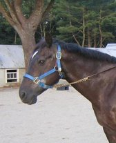 Horse Photo School Composition Book Equine Paddock Stable: Horse Photo Equine Covers Composition Books Notebooks (Notebook, Diary, Blank Book)