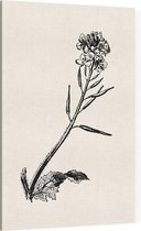 Herik zwart-wit (Charlock) - Foto op Canvas - 30 x 45 cm