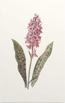 Orchis (Orchis) - Foto op Forex - 100 x 150 cm