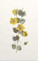 Penningkruid (Moneywort) - Foto op Forex - 100 x 150 cm