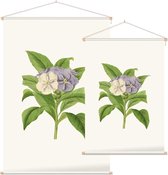 Brunfelsia Aquarel (Brunfelsia) - Foto op Textielposter - 90 x 135 cm