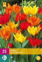 Tulpenmix Praestans - set van 25 stuks