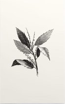 Kastanje zwart-wit (Leaf of Chestnut) - Foto op Forex - 100 x 150 cm